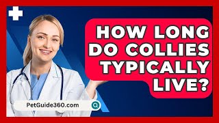 How Long Do Collies Typically Live  PetGuide360com [upl. by Bowman996]