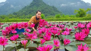 Harvesting 1 million water Lily flower Goes to market sell  Water lily salad  Mai Nha Tranh [upl. by Sotnas]