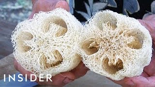 How Luffa Sponges Are Made [upl. by Rramo]