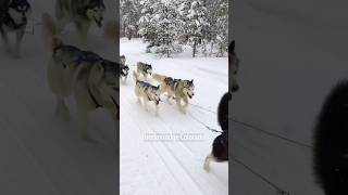 TOP Breckenridge Winter Activities⛷️Watch FULL video⬇️ breckenridge dogsledding snowmobile ski [upl. by Zippel]