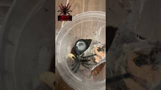 avicularia purpurea purple pink toe short shorts shortsvideo shortsfeed tarantula [upl. by Simone]