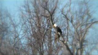 VIEWING BALD EAGLES ON LAKE BRITTLE [upl. by Ziana]