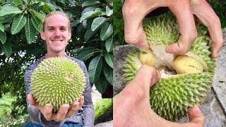 How To Open and Eat a Durian [upl. by Aguayo]