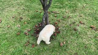 Lagotto Romagnolo puppy training [upl. by Aiclid10]