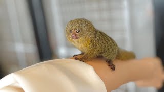 Very Cute Tiny Marmoset Monkey [upl. by Adnirod]