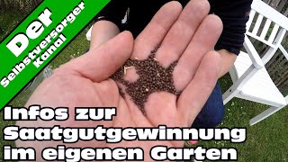 Infos zur Saatgutvermehrung im eigenen Garten [upl. by Enamart]