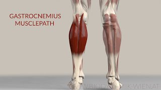 Gastrocnemius Muscle Musclepath Origin Insertion 3D Animation [upl. by Ermine]