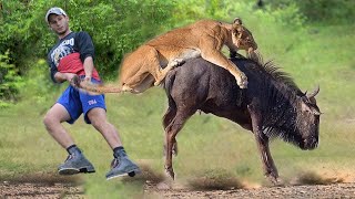 Incredible Wildebeest Fights Madly And Knocks Down Lions To Escape  Wildebeest Vs Lion Human [upl. by Leunam]