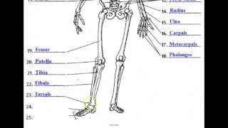 The Skeletal System [upl. by Karney]