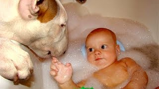 Bull Terrier and Baby Compilation [upl. by Anaerdna603]