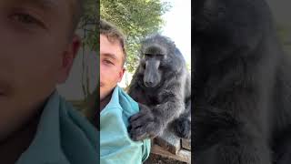 A Baboon cleaning services 🥰 cleaning monkey cuteanimals farmlife animals [upl. by Breen]