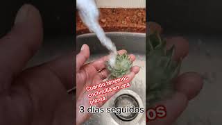 Adiós plaga 👏👏👏 cactuceSuculentas plantas suculentas succulents jardin suculentasconamor [upl. by Baugh]