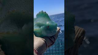 Amazing Lumpfish Can Suction Themselves onto Anything Are they Cute or Ugly 🥺 fish [upl. by Netsirhk]