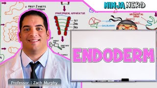 Embryology  Endoderm [upl. by Yreffeg452]