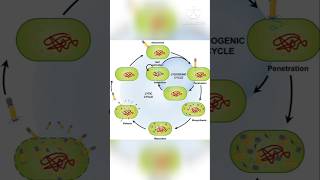 Microbiology Bacteriophage Lytic and lysogenic cycle mystery soni [upl. by Suired]