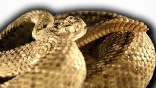 Slow Motion Rattlesnake  Slo Mo  BBC Earth Explore [upl. by Htebzil]