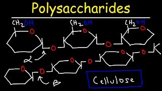 Polysaccharides  Starch Amylose Amylopectin Glycogen amp Cellulose  Carbohydrates [upl. by Annaek]