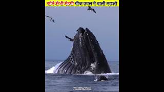 सोने सेभी ज्यादा महेगी चीज उगल ने वाली मछली।। sperm whale।। shorts whale sea Ambergris [upl. by Conrade]