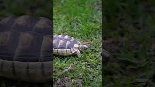 Marginated tortoise Testudo marginata [upl. by Maze]