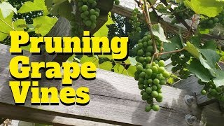 How to Prune Grape Vines [upl. by Enyleuqcaj224]