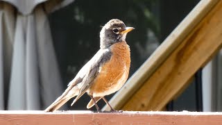 American Robin  Bird Song and Call ♫ [upl. by Ayerhs]