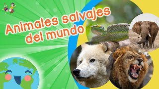 Animales Salvajes para Niños Videos Educativos para Niños [upl. by Yaakov]