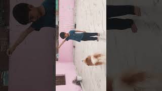 Play dog tuffy like and subscribe 🙏❤️ [upl. by Airyk]