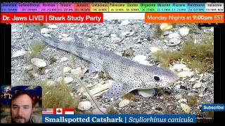 Dr Jaws LIVE 94 Smallspotted Catshark Study Party [upl. by Sinylg]