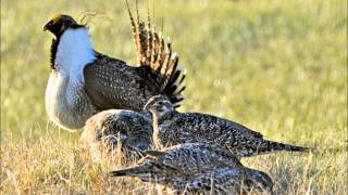 Sage Grouse Song [upl. by Akilak]