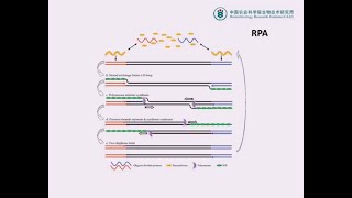 RPA（Recombinase polymerase amplification）等温扩增技术在核酸检测中的应用 [upl. by Asert]