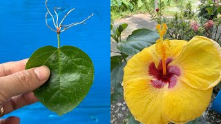 Propagate hibiscus from effervescent tablets [upl. by Aurlie]