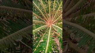 Cycas plant propagationcycasd pup removal propagationviralshorts vlog [upl. by Dragon]