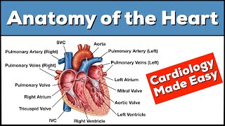 Anatomy of the Heart Structures and Blood Flow Cardiology Made Easy [upl. by Aiel]