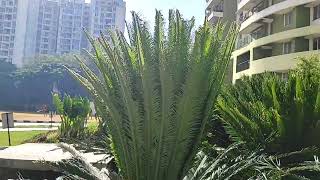 how to grow cycas plant [upl. by Tremaine579]