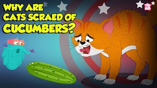 Why are Cats Scared of Cucumbers  Cats vs Cucumber  Funny Scared Kitty  The Dr Binocs Show [upl. by Constanta]