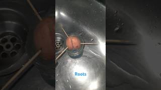 Germinating avocado seeds on water pt82 roots no soil hydroponicsguacamolegarden reuseplastic [upl. by Notnyw]