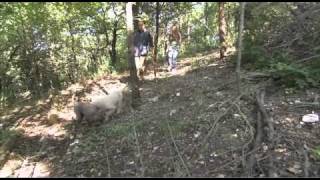 Dogs101 lagotto Romagnolo Rare breed [upl. by Oiramd]