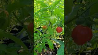 Jumpstart Your Pepper Harvest By A MONTH Using This [upl. by Euqinor]