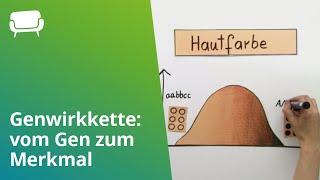 Genwirkkette vom Gen zum Merkmal  Biologie  Genetik [upl. by Eilerua]