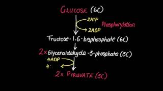 82 Glycolysis [upl. by Inig]