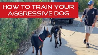 Learn how to touch correct and reinforce your aggressive dog [upl. by Ennaeiluj367]