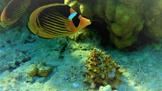 Toothed top shell Tectus dentatus and raccoon butterflyfish Chaetodon lunula [upl. by Celik]