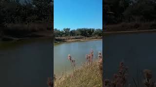 Pond in Memorial Park Rockport Texas [upl. by Ernie393]