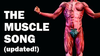 THE MUSCLES SONG Learn in 3 Minutes  UPDATED [upl. by Shara288]