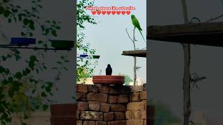 Rose ringer parakeet।🦜 Black drongo 🐦‍⬛। How to attract birds shorts birds [upl. by Milton]