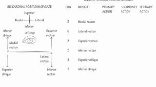 Extraocular Muscle Actions Draw it to Know it Neuroanatomy [upl. by Tenneb]