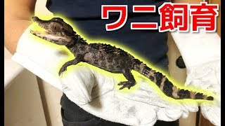 遂にワニの飼育を始めました！！！ [upl. by Donnenfeld864]