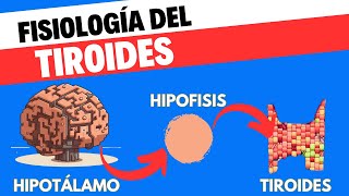 Fisiología del eje Hipotálamohipófisistiroides [upl. by Powe]