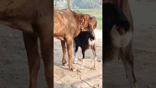 The goats are enjoying the best day of the year shorts short shorts। Cattle Farm 12oct e1 [upl. by Eehc87]