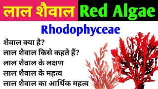 लाल शैवाल  Red Algae  Rhodophyta  characteristics and importance of red algae  Rhodophyceae [upl. by Lavro343]